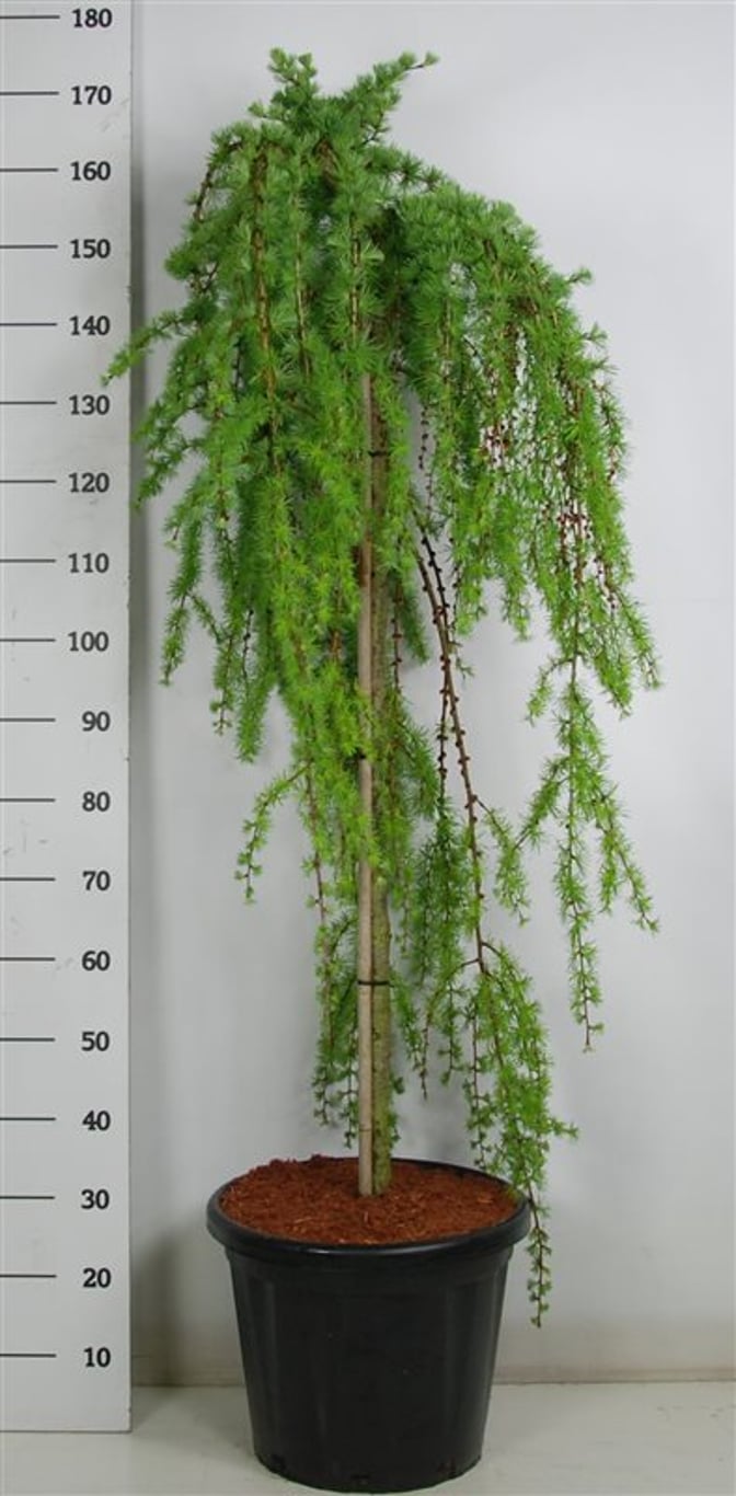 Japansk lärk – Larix kaempferi 'Stiff Weeper' - 120 CM Stem C25